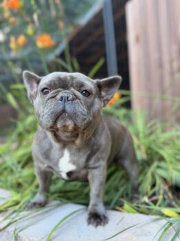 Hannah -  French Bulldog Dog for Adoption in North Freedom, Wisconsin - Hannah | PetCurious