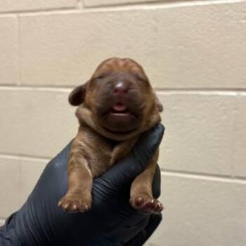 Dennis -  Basset Hound Dog for Adoption in Corpus Christi, Texas - Dennis | PetCurious