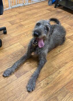 Avery -  Mixed Breed Dog for Adoption in Ocala, Florida - Avery | PetCurious