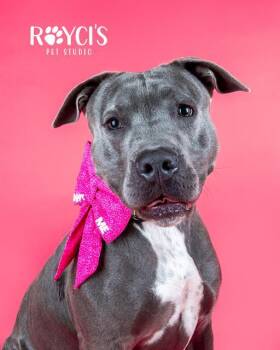 A122481 -  Pit Bull Terrier Dog for Adoption in West Valley City, Utah - A122481 | PetCurious