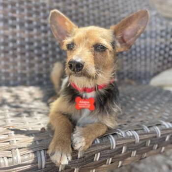 Dusk -  Terrier Dog for Adoption in Freeport, Florida - Dusk | PetCurious