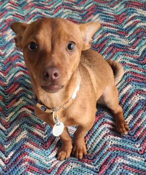 Toy Manchester Terrier Dogs Available for Adoption in Melbourne, Arkansas - Rio | PetCurious