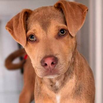Labrador Retriever and Shepherd Dogs Available for Adoption in Wadena, Minnesota - Murry | PetCurious