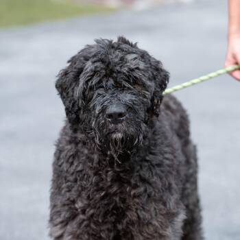 Strauss -  Bouvier Des Flandres Dog for Adoption in Chester Springs, Pennsylvania - Strauss | PetCurious