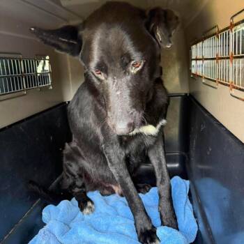 Rogue Stray Hold 8/31 -  Mixed Breed Dog for Adoption in Huntington, West Virginia - Rogue Stray Hold 8/31 | PetCurious