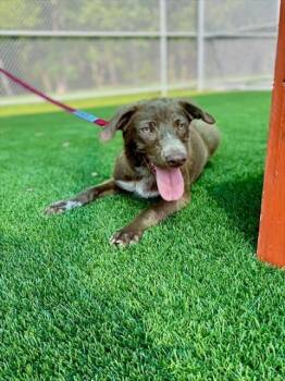 Rescue Labrador Retriever Dogs for Adoption in Baytown, Texas - SABRINA | PetCurious