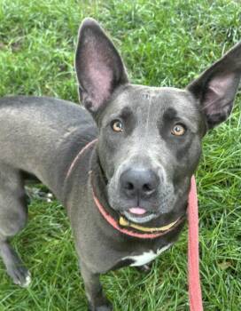 Rescue Pit Bull Terrier and Mixed Breed Dogs for Adoption in Sacramento, California - A902719 | PetCurious