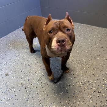 TUSC-Stray-84875 -  Pit Bull Terrier and Mixed Breed Dog for Adoption in Tuscaloosa, Alabama - TUSC-Stray-84875 | PetCurious