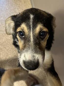 LEIA -  Australian Shepherd and Mixed Breed Dog for Adoption in Albuquerque, New Mexico - LEIA | PetCurious