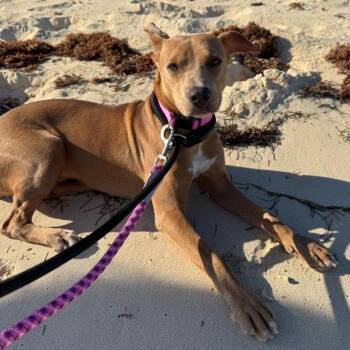 Mixed Breed Dogs Available for Adoption in Vaughan, Ontario - Cameron | PetCurious