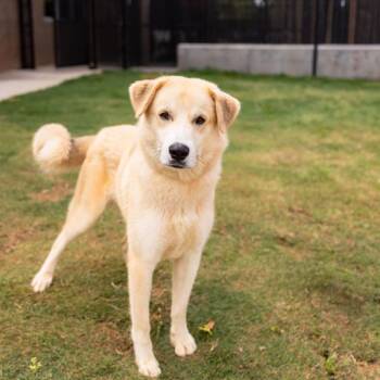 Anatolian Shepherd Dogs Available for Adoption in Lawrenceville, Georgia - Pen 112 Archie | PetCurious
