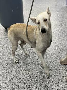 Mixed Breed Dogs Available for Adoption in Palmetto, Florida - A135855 | PetCurious
