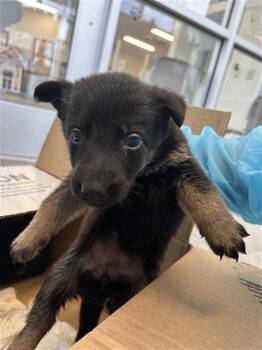 BLOSSOM -  Labrador Retriever Dog for Adoption in San Antonio, Texas - BLOSSOM | PetCurious