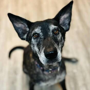 Rescue Mixed Breed Dogs for Adoption in Olathe, Kansas - Louise | PetCurious