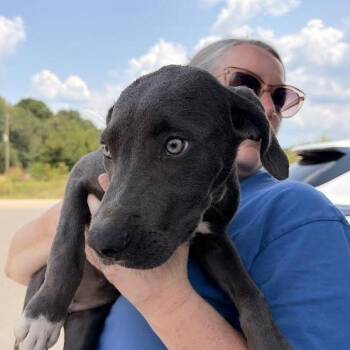 Avalon -  Weimaraner and Mixed Breed Dog for Adoption in Marshall, Texas - Avalon | PetCurious