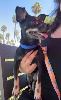 Mango -  Miniature Pinscher and Chihuahua Dog for Adoption in Murrieta, California - Mango | PetCurious