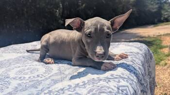 TILLY -  Pit Bull Terrier Dog for Adoption in Fosters, Alabama - TILLY | PetCurious