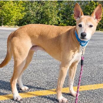 Vern -  Rough Collie and Mixed Breed Dog for Adoption in South Elgin, Illinois - Vern | PetCurious
