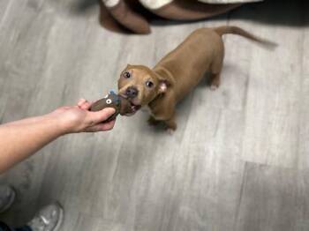 American Staffordshire Terrier Dogs Available for Adoption in Muskegon, Michigan - Koselig Or "Koko" | PetCurious