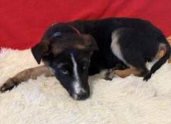 Mixed Breed Dogs Available for Adoption - Tippy (Blue) | PetCurious