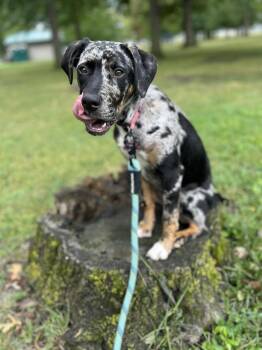 Mixed Breed and Pit Bull Terrier Dogs Available for Adoption - Whimsy | PetCurious