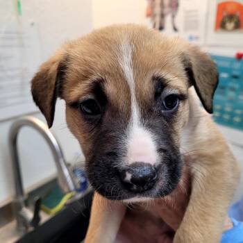 Mixed Breed Dogs Available for Adoption in Belfair, Washington - Beastly | PetCurious