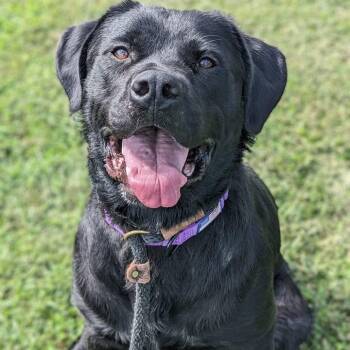 Luna (ID 52898) -  Black Labrador Retriever and Rottweiler Dog for Adoption in Manassas, Virginia - Luna (ID 52898) | PetCurious