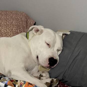 Maze -  American Staffordshire Terrier Dog for Adoption in Ferndale, Michigan - Maze | PetCurious