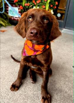 Auburn -  Labrador Retriever and Mixed Breed Dog for Adoption in Effingham, Illinois - Auburn | PetCurious