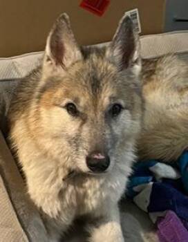 Whisper -  German Shepherd Dog Dog for Adoption in Wekiwa Springs, Florida - Whisper | PetCurious
