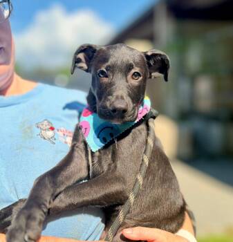 Jupiter -  Mixed Breed Dog for Adoption in Ellijay, Georgia - Jupiter | PetCurious