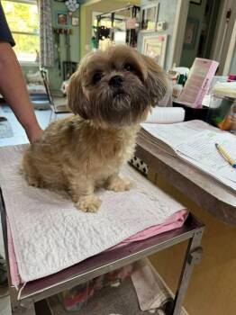Lucy van Pelt (NOT YET AVAILABLE - PREGNANT) -  Shih Tzu Dog for Adoption in Benton, Louisiana - Lucy Van Pelt (NOT YET AVAILABLE - PREGNANT) | PetCurious