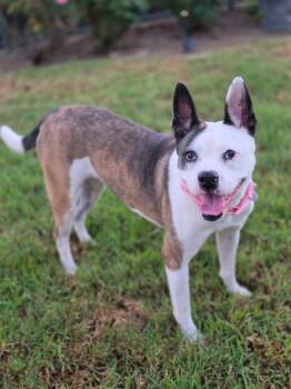 Bella Ava -  Pit Bull Terrier and Staffordshire Bull Terrier Dog for Adoption in Newport Beach, California - Bella Ava | PetCurious