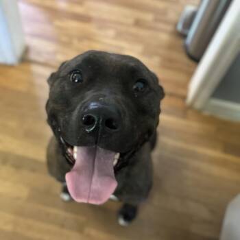 Rescue Pit Bull Terrier Dogs for Adoption in Roswell, Georgia - Carl | PetCurious