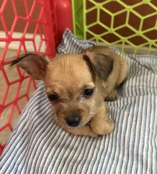 Schnauzer Dogs Available for Adoption - Baby Spice | PetCurious