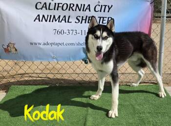 Rescue Siberian Husky and Husky Dogs for Adoption in California City, California - Kodak | PetCurious