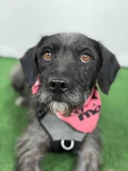 Border Terrier and Schnauzer Dogs Available for Adoption in Carlsbad, California - Annie | PetCurious