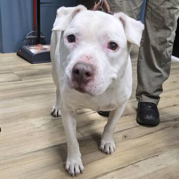 Rescue Pit Bull Terrier Dogs for Adoption in Newark, New Jersey - Macaroni | PetCurious