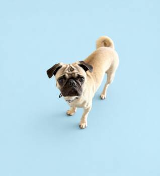 Pug Dogs Available for Adoption in Scottsdale, Arizona - Noah | PetCurious