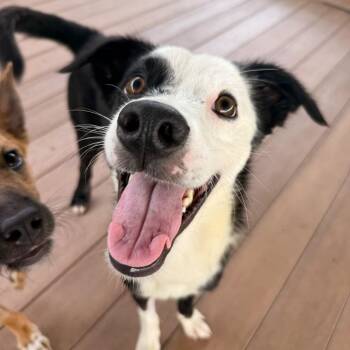 Bono -  Mixed Breed Dog for Adoption in New York, New York - Bono | PetCurious