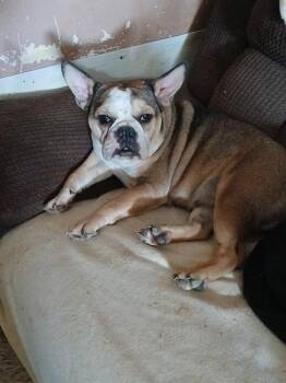 Molly -  French Bulldog and Mixed Breed Dog Available for Adoption in Pahrump, Nevada - Molly | PetCurious