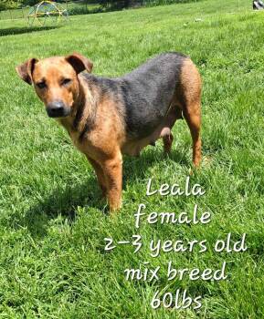 Rescue Mixed Breed Dogs for Adoption in Sun Prairie, Wisconsin - Leala | PetCurious