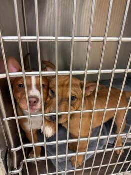 Carolina Dog and American Staffordshire Terrier Dogs Available for Adoption - Wynn | PetCurious