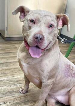 Catahoula Leopard Dog and Pit Bull Terrier Dogs Available for Adoption - Denali | PetCurious