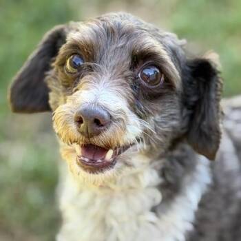 Miniature Poodle and Standard Poodle Dogs Available for Adoption - Ollie | PetCurious