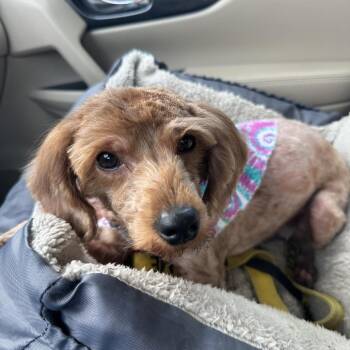 Mixed Breed Dogs Available for Adoption in West Chester, Pennsylvania - Brisket | PetCurious