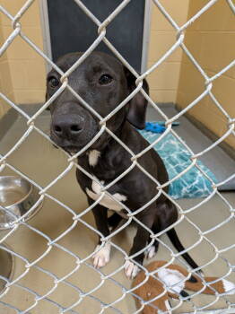 Rescue Labrador Retriever Dogs for Adoption in Herndon, Virginia - Rosie | PetCurious