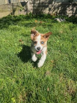 Poncho -  Mixed Breed Dog for Adoption in Columbus, Ohio - Poncho | PetCurious