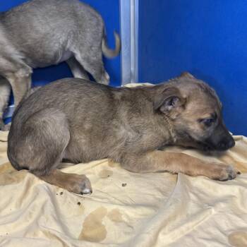 Mixed Breed Dogs Available for Adoption - Fauna | PetCurious