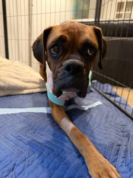 Boxer Dogs Available for Adoption in Stanwood, Washington - Mariposa | PetCurious